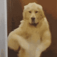 Dancing Dog Dog Dance GIF