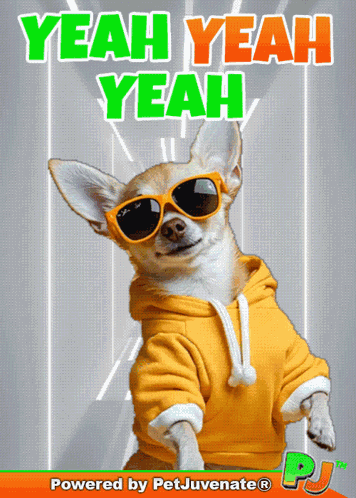 Dancing Dog Dog Dancing GIF