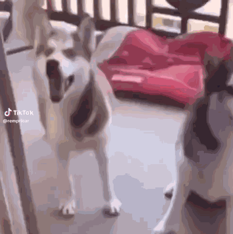 Dancing Dog Dog Meme GIF