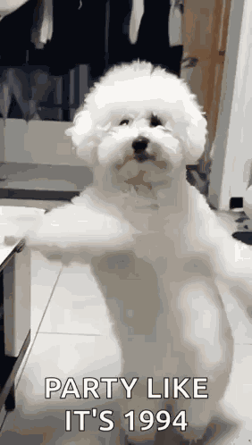 Dancing Dog GIF