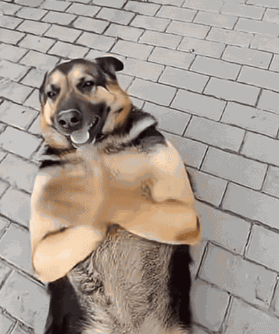Dancing Dog Happy Dog GIF