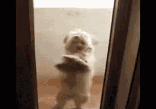 Dancing Dog Here To Cheer Up Your Day GIF
