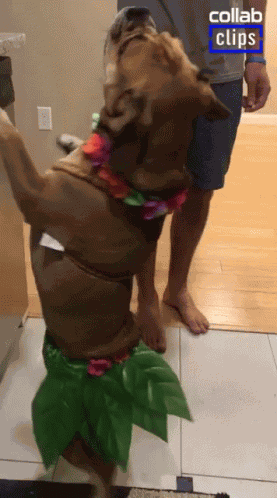 Dancing Dog Hula GIF