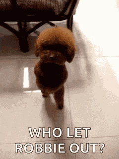 Dancing Dog GIF