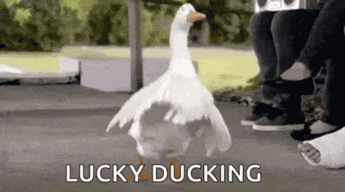 Dancing Duck GIF