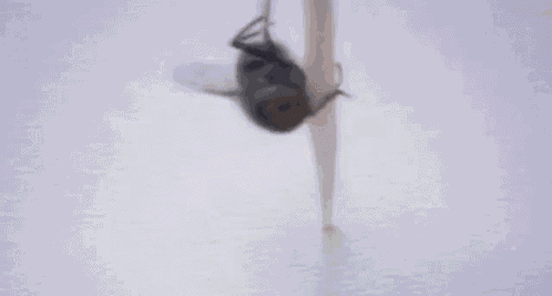 Dancing Fly Fly GIF