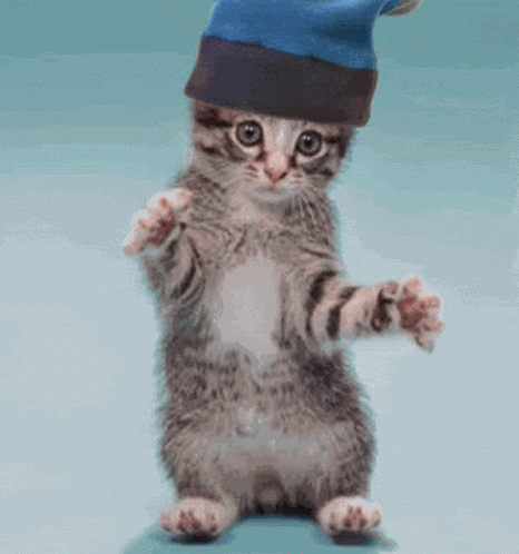 Dancing Kitty GIF