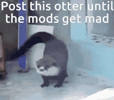 Dancing Otter GIF