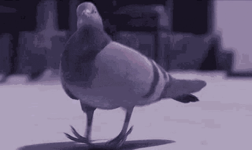 Dancing Pigeon GIF
