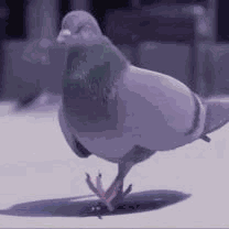 Dancing Pigeon GIF