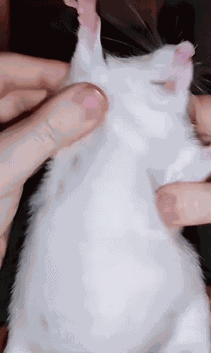 Dancing Rat GIF