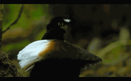 Dancing With The Birds Dancing Bird GIF