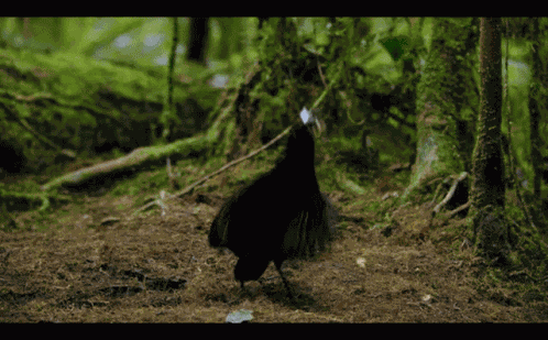 Dancing With The Birds Dancing GIF