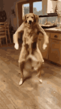 Dancingdog Ai GIF