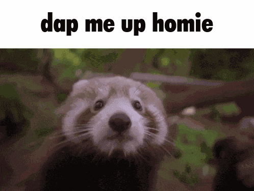 Dap Me Up Red Panda GIF