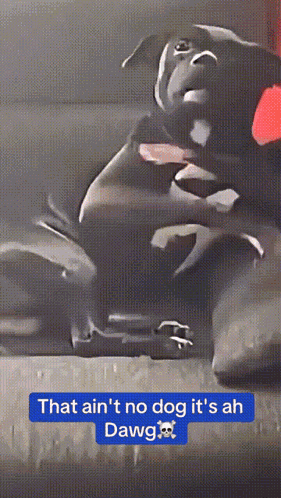 Dawg Bite Drag Me GIF