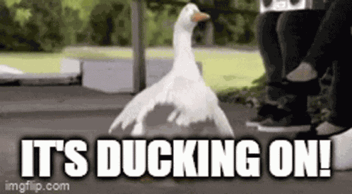 Ddmc Dazed Ducks GIF