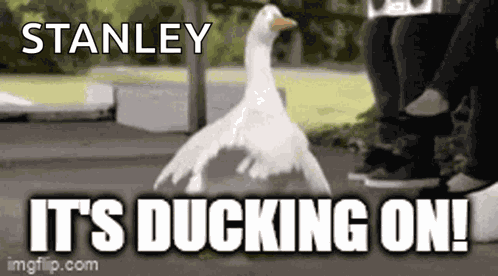 Ddmc Dazed Ducks GIF