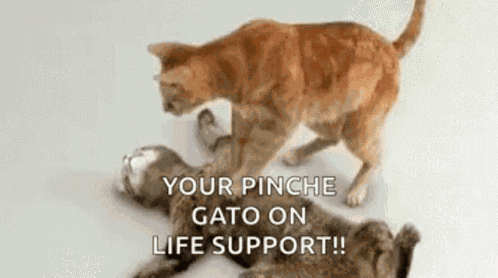 Dead Cat Cpr GIF