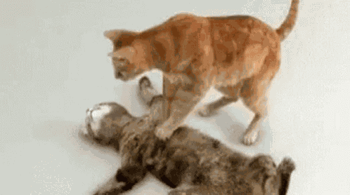 Dead Cat GIF