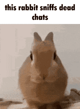 Dead Chat Rabbit GIF