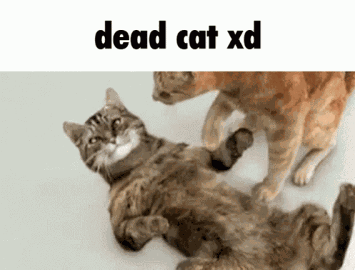 Dead Chat Xd Dead Cat Xd GIF