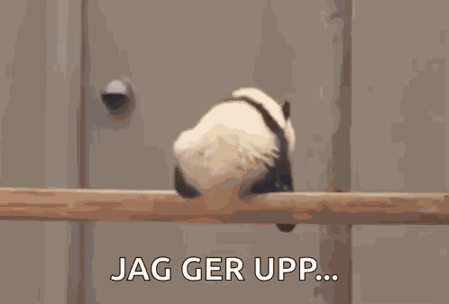 Dead Panda Panda Dead GIF