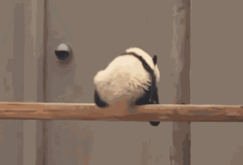 Dead Panda Panda Dead GIF