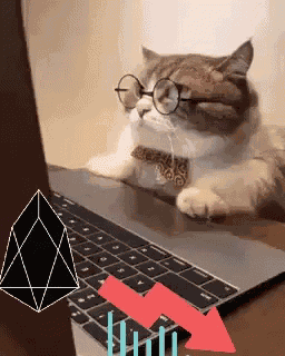 Decentralised Cat GIF