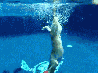 Deep Sea Frisbee GIF