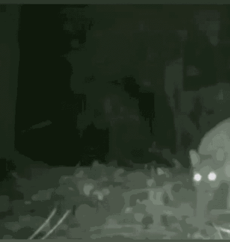 Deer Jaguar Fren Deer Behind Jaguar GIF