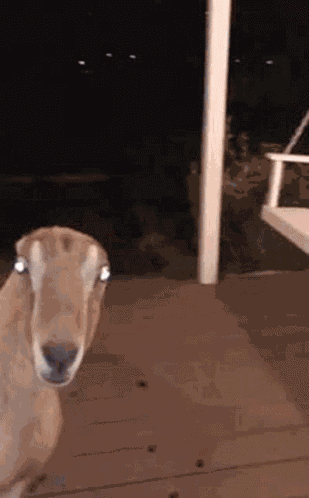 Deer Stare Staring Deer GIF