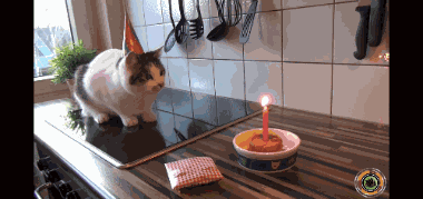 Der Kane Jesse Und Kane GIF