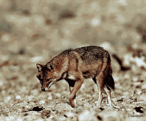 Desert Animal GIF