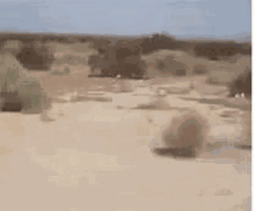 Desert Tumble Weed GIF