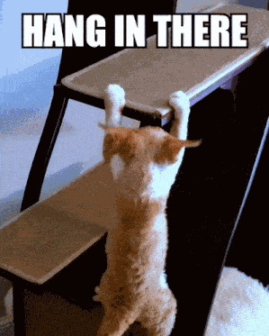 Devon Rex Cat Cute Funny Hang In There Falling Hold On GIF