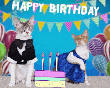 Devon Rex Happy Birthday Party Cake Celebration Cats Cute GIF