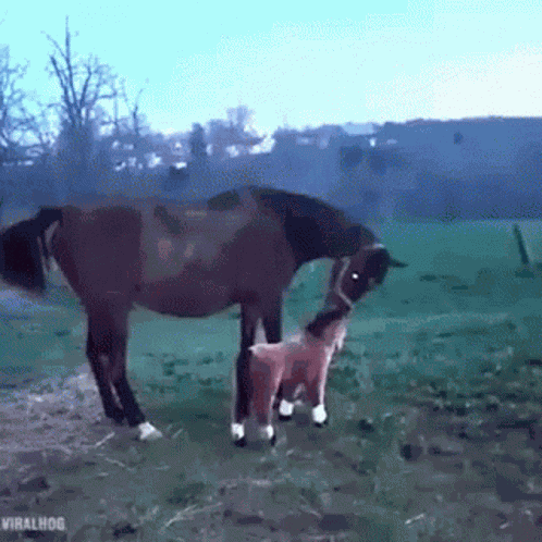 Dhulbahante Dhulo GIF