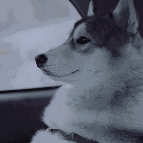 Diamond Pet Foods Husky GIF
