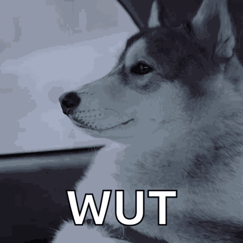 Diamond Pet Foods Husky GIF