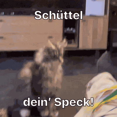Diekatzkei Die Katzlei GIF