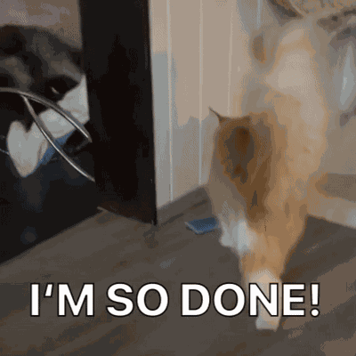 Diekatzlei Die Katzlei GIF
