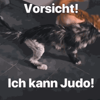 Diekatzlei Die Katzlei GIF
