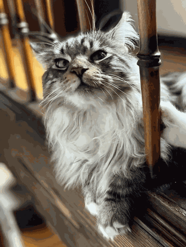 Diekatzlei Die Katzlei GIF