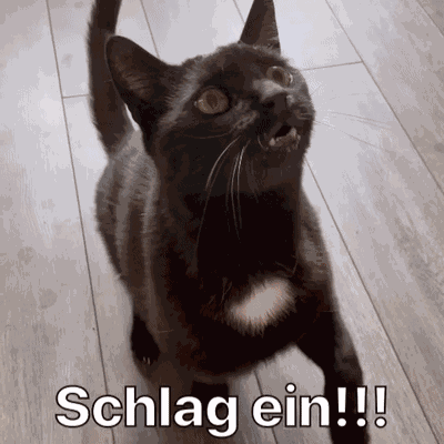 Diekatzlei Die Katzlei GIF