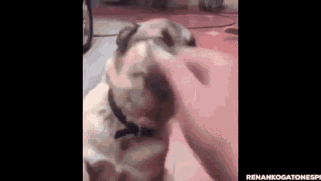 Dirty Dog GIF