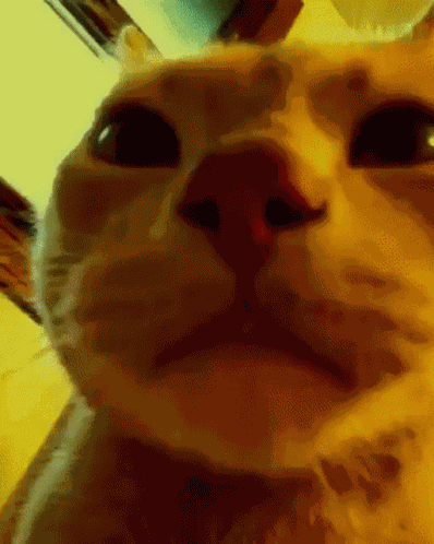 Disco Cat Dokales GIF