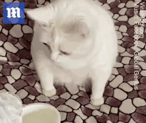 Disgust Disgusting GIF