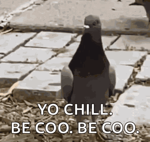 Djpj Sera Pigeon GIF