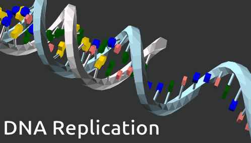 Dna Replication GIF